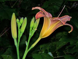 These lilies come up every year.