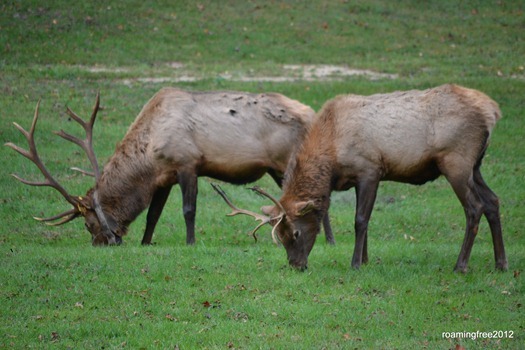 two bulls