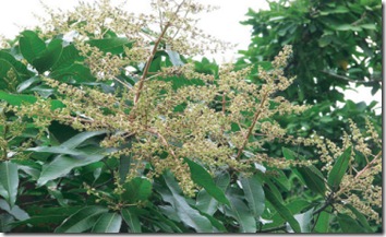 mango2