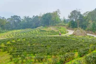 三峽人的後花園｜有木里-插角里-竹崙里-安坑里-五寮里美食景點資訊