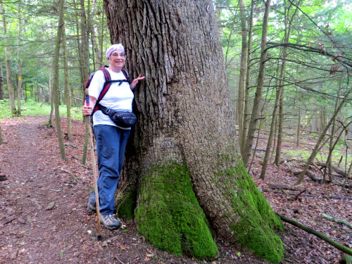 large white pine