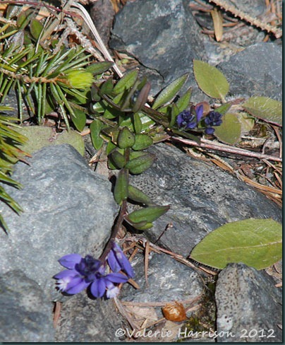 17-milkwort