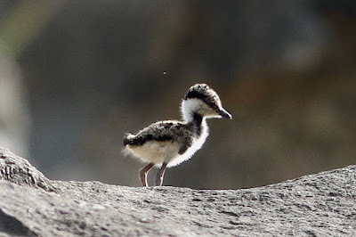 Red-wattled Lapwing chicks