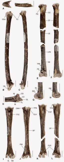 http://sciencythoughts.blogspot.co.uk/2013/04/a-fossil-vulture-from-miocene-of.html