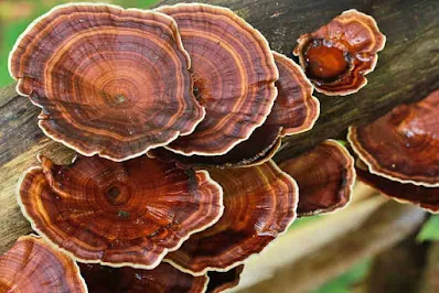 Cultivation Technology of Ganoderma Mushrooms