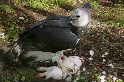 Harpy Eagle/ About American and Pauan Harpy Eagle