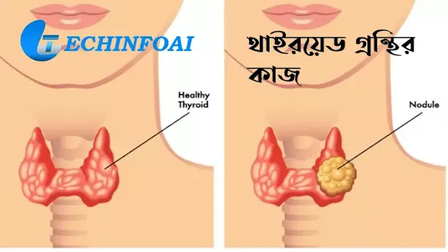 থাইরয়েড গ্রন্থির কাজ