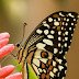 Lime swallowtail butterfly