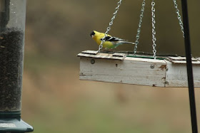 goldfinch at tray feeder