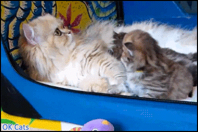 Cute Cat GIF • Mama cat hugging and grooming her tiny kitty. Gorgeous cat with beautiful eyes [ok-cats.com]