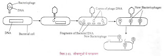 Reproduction by Transduction in Bacteria