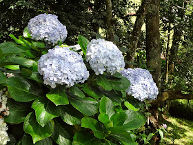 Parque Amantikir - Campos de Jordão (SP) flor hortênsias