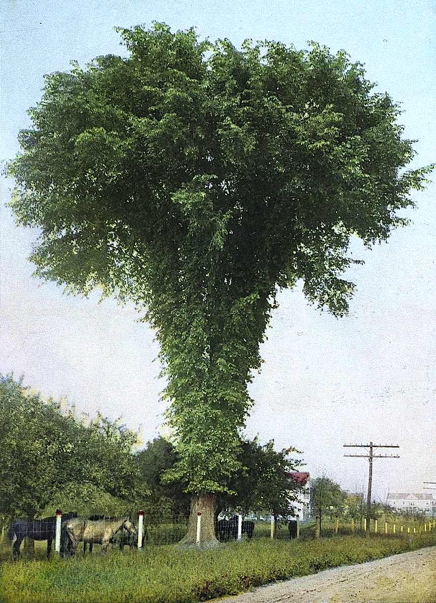 Giant American Elm, hand colored photograph, unusual tinted photograph