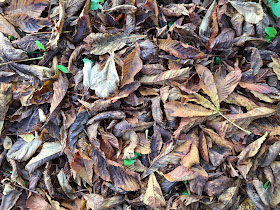 Horse-chestnut leaf-fall.  Hayes, 4 November 2015.