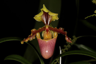 Paphiopedilum herrmannii orchid plant care and culture