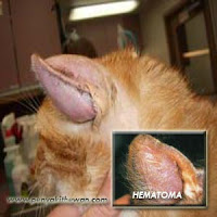 hematoma pada telinga kucing