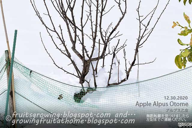 リンゴ アルプス乙女の木の剪定後に雪が積もった様子