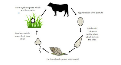 liver fluke