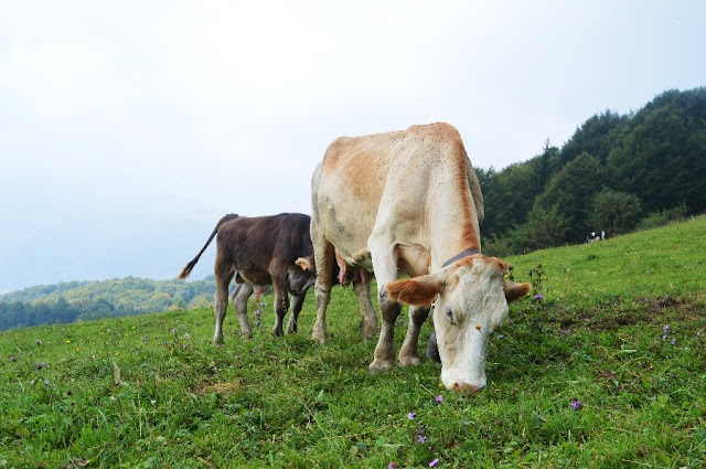 escursioni trekking passeggiate valle imagna