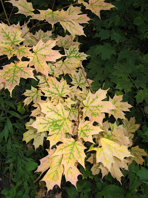new york state tree sugar new york state tree. new york state tree sugar