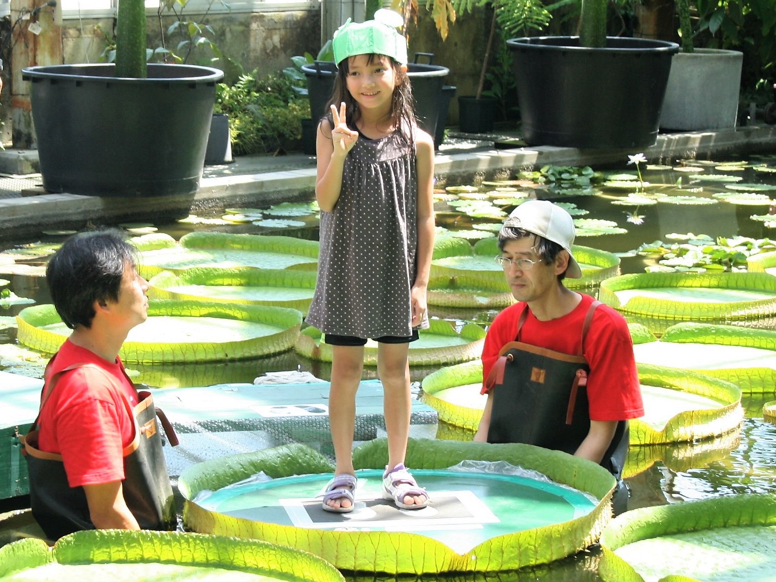 広島市植物公園ブログ オオオニバス試乗体験会