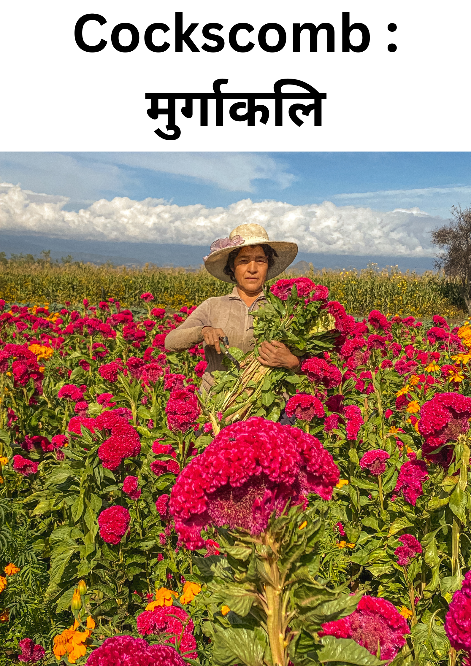 मुर्गाकली के फूल : About Cockscomb flower in hindi