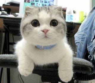 Super adorable Scottish  Fold  kitten picture that makes 