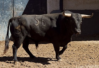 Toros