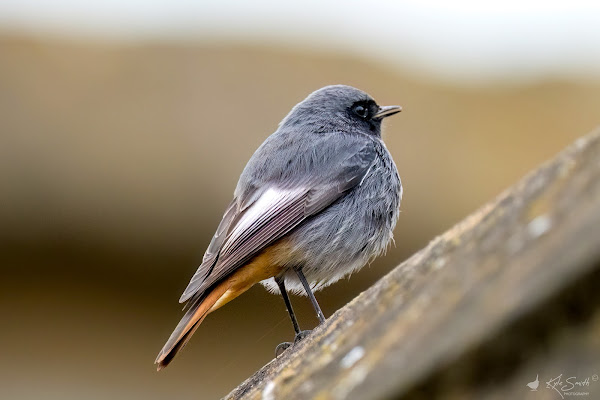 Black redstart