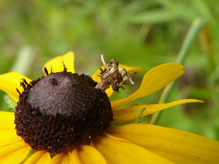 Synchlora aerata