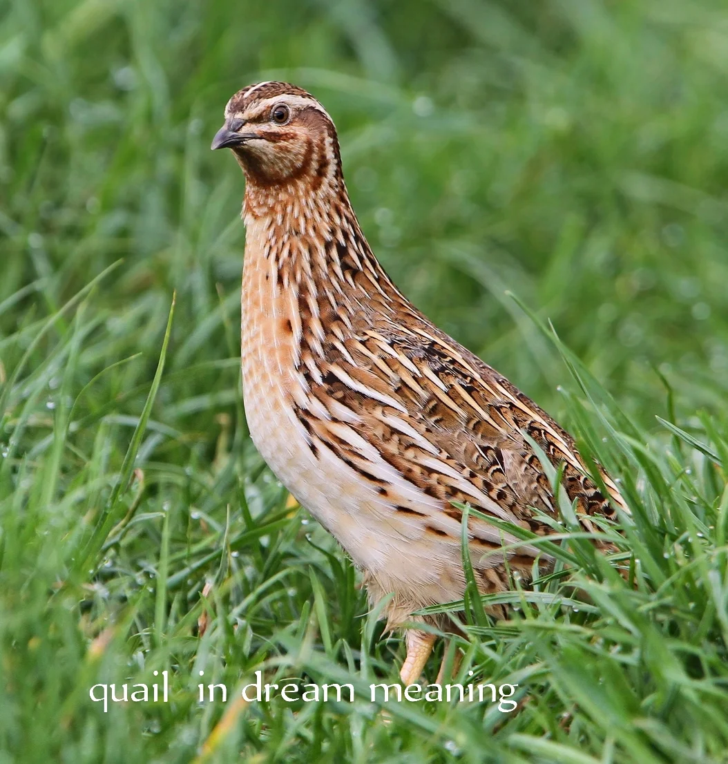 Quail in dream meaning,Recent,Q,Queer in dream meaning,
