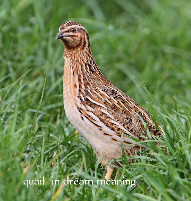 Quail in dream meaning | Queer in dream meaning