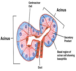 ACINUS GLANDS