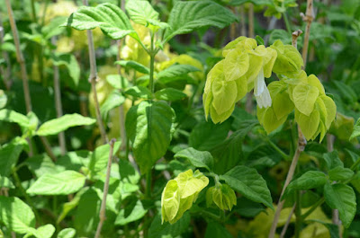 Lollipop Plant and golden shrimp plant 