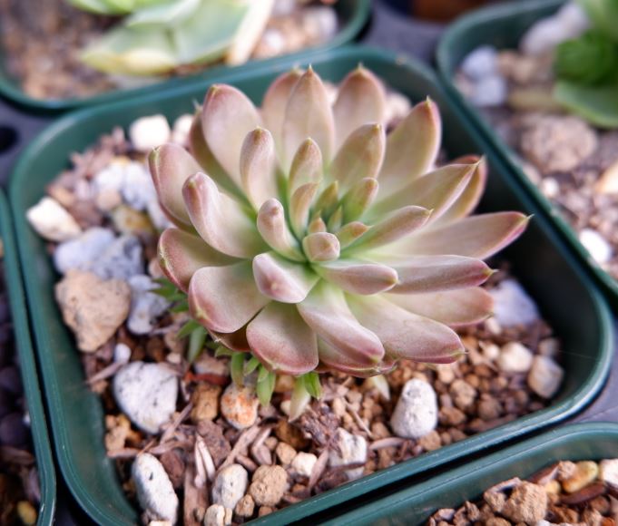 多肉植物 白雪爪蓮華 特徴と育て方 草日和 Kusabiyori