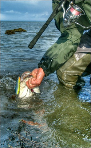 Bass fishing Ireland