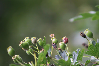 Local native trees, Kent, Surrey, Sussex, London. Hawthorn. Wildlife Nature Blog. The Wildlife Trusts' nature challenge June 2018.