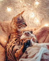 Gato y erizo tienen la amistad más improbable y sus fotos son adorables