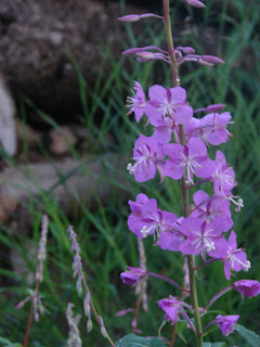 Flowers from the Yard