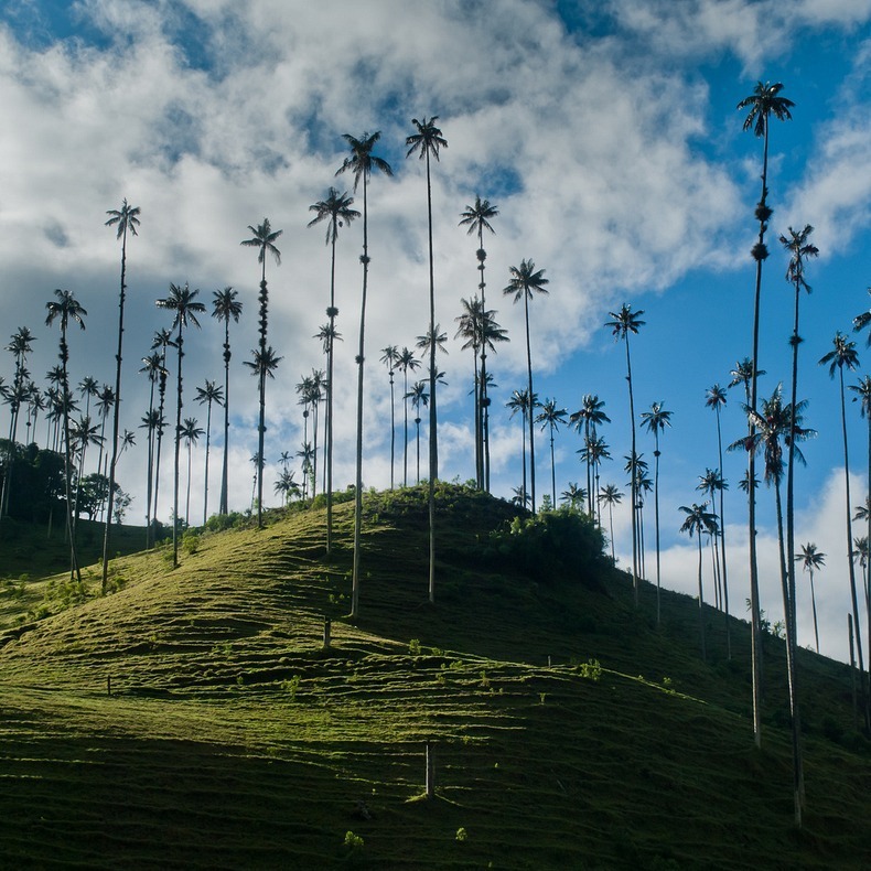 cocora-valley-7 cocora-valley-7