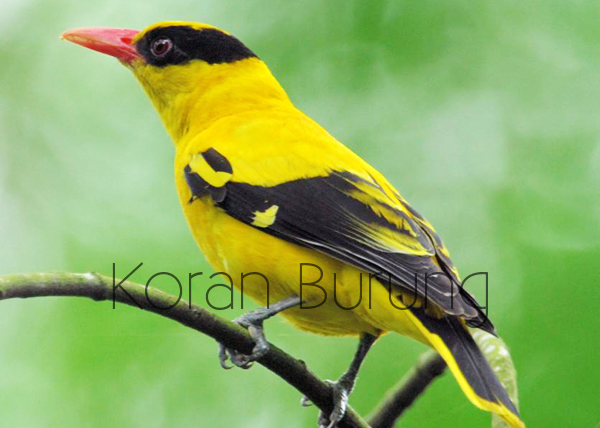 Perawatan Harian Burung Kepodang Agar Cepat Bunyi 