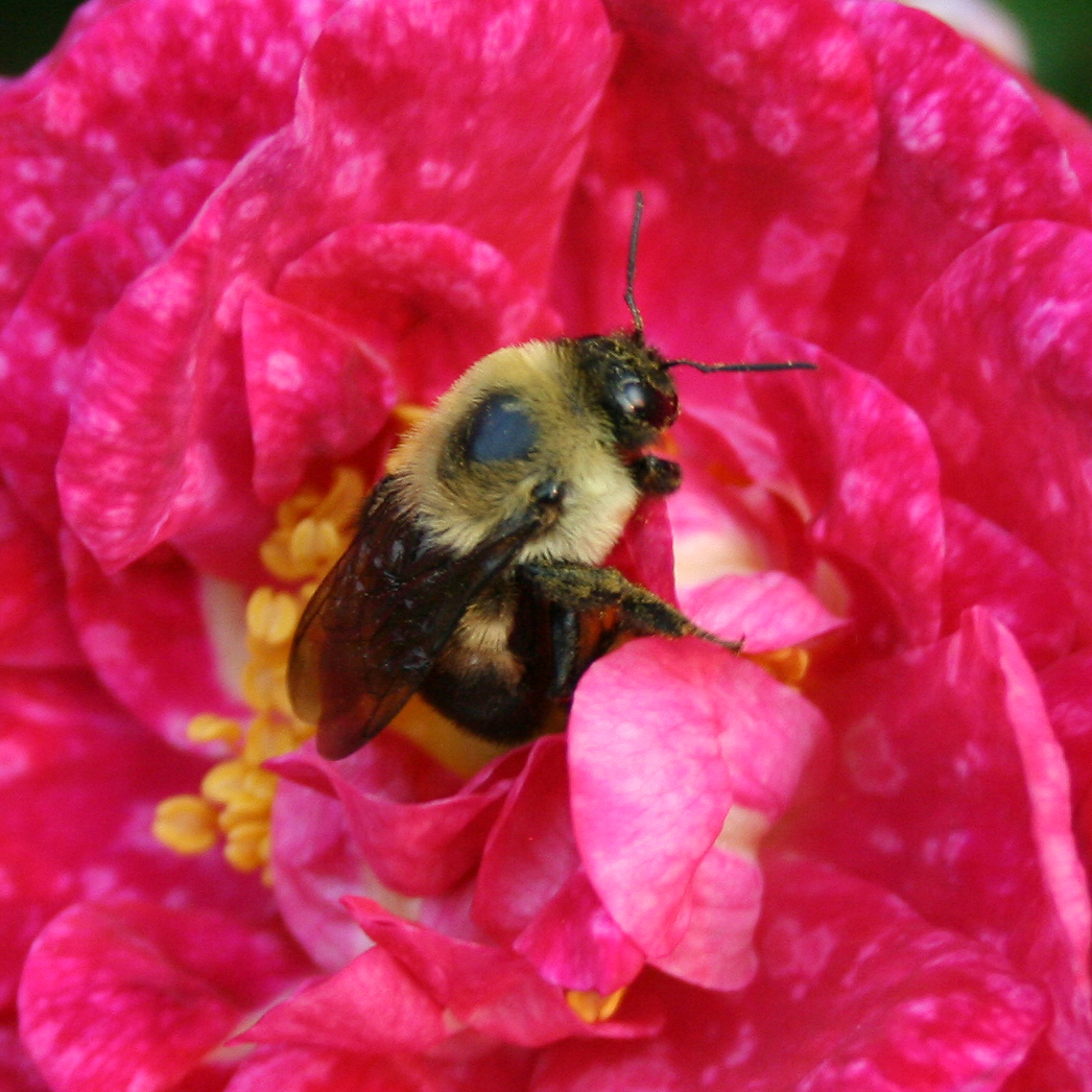 twenty pound tabby: Native Bees of Colorado