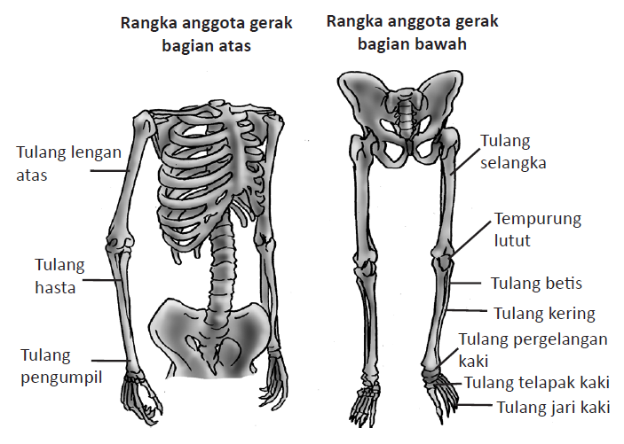 Kerangka Tubuh Manusia dan Fungsinya Welda Aprilia s Blog