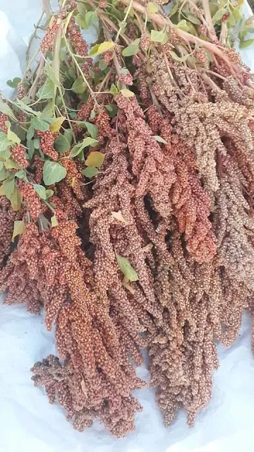 Chenopodium quinoa / ⴽⵉⵏⵡⴰ | ⵇⵉⵏⵡⴰ / kinwa | qinwa / Quinoa / الكِينُوَا أو الكِنُوَة أو القِنُوَة / Chénopodiacées (Chenopodiaceae)