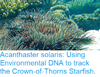 https://sciencythoughts.blogspot.com/2019/01/acanthaster-solaris-using-environmental.html