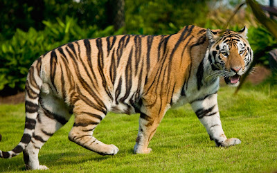 tiger HD Wallpaper Backgroundtiger HD Wallpaper Background