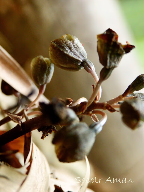 Gastrodia confusa