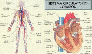 Sistema circulatorio y biologia de los organismos