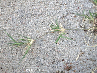 buffalo grass, spreading