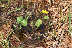 newly planted marsh marigold